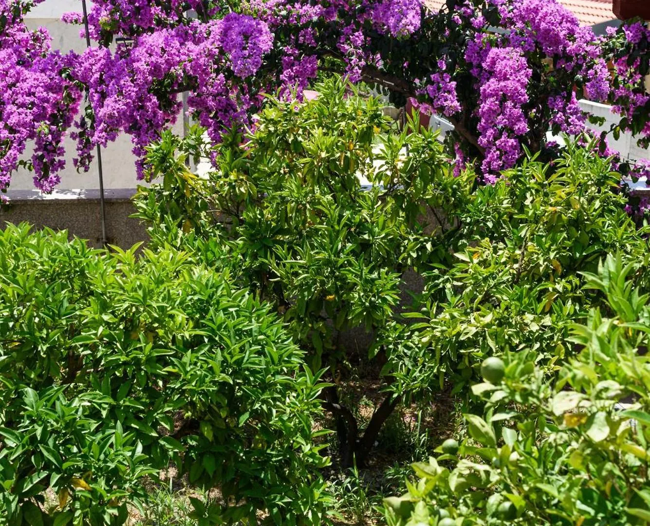 Apartments Jozic Trogir 0*,